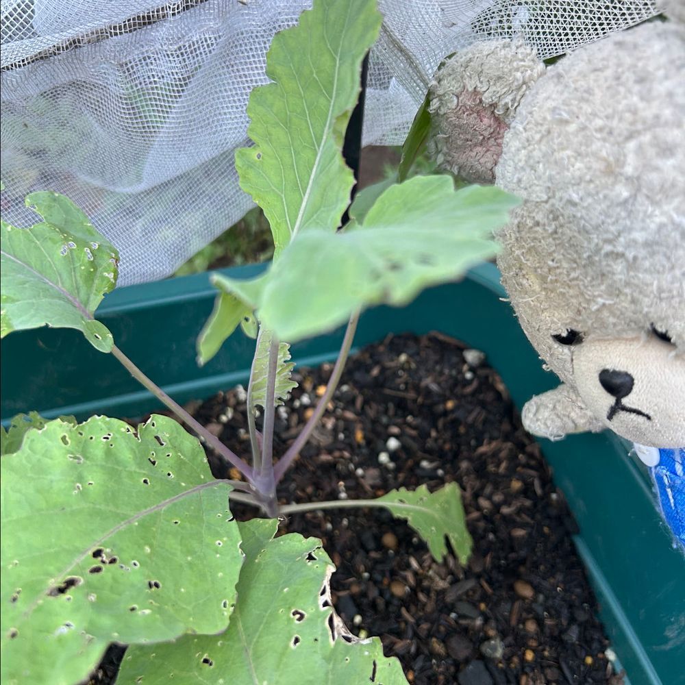 お〜い、コールラビ〜‼️🐻‍❄️
前に食べたあの不可解な野菜よ〜
ただいま、のんびり成長中🌱
いつあのビジュアルに？💦
むむむ…
ぴーしゃん、小さくなぁ〜れッッ❣️
4枚目ココのこのへんがまんまるくなる予感✨