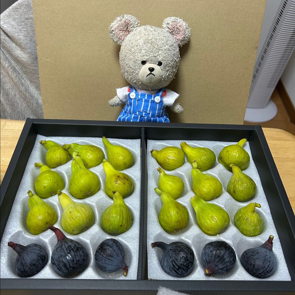 お土産でもらったわけっこ済みの梨、恵水と大きな幸水🍐
食べたことない恵水に群がるハリネズミたち🦔もとい、入れ物に入りたいハリネズミ🦔
恵水はね、味濃い目の梨だった❣️
クラファンで、また今年もゲットした絶品イチジク✨
紫の方が濃厚で、黄緑色の方がさっぱり酸味ある感じでどっちも美味しい😋