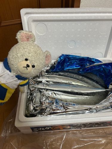 産直さんま届いた🐟✨
昨夜、早速食べたんだ〜🥢🐻‍❄️
ヤクルトから新商品出てたの👀❣️
免疫バランス❓飲むの今じゃね？🤩
これ飲んで風邪知らず🎶
はりーちゃん、乾杯🥂
あ〜違う…なんだけ…
弥栄だ❗️
🦔🐻‍❄️いやさかーーーッッ‼️🤣
豆知識🐻‍❄️💭弥栄とは「ますます栄えること」「末永く繁栄すること」を願う日本古来の祝福の言葉🇯🇵
素敵だ💓いっぱい使おう✨
梨とりんごなの❣️二十世紀梨とシナノドルチェだって〜たぶんどっちも初めて食べる🐻‍❄️🎶