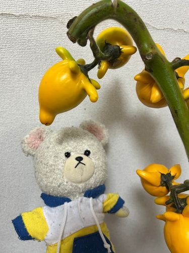 カナリアナスだよ✨カタチがキツネみたいだから別名フォックスフェイスなの❣️
黄色くて可愛い😍
ナスってなってるけど、毒あるから食べたら❌なの‼️食いしん坊が勢揃いだから、ぴーしゃん警戒しておかないとだ👀

サンリオでポイント交換したらしい✨
ペックルグッズ増えて、ぺくちゃんは興奮🤩
なんだか、大変そうだけど…ぺくちゃん大丈夫？必死に見えるよ😳