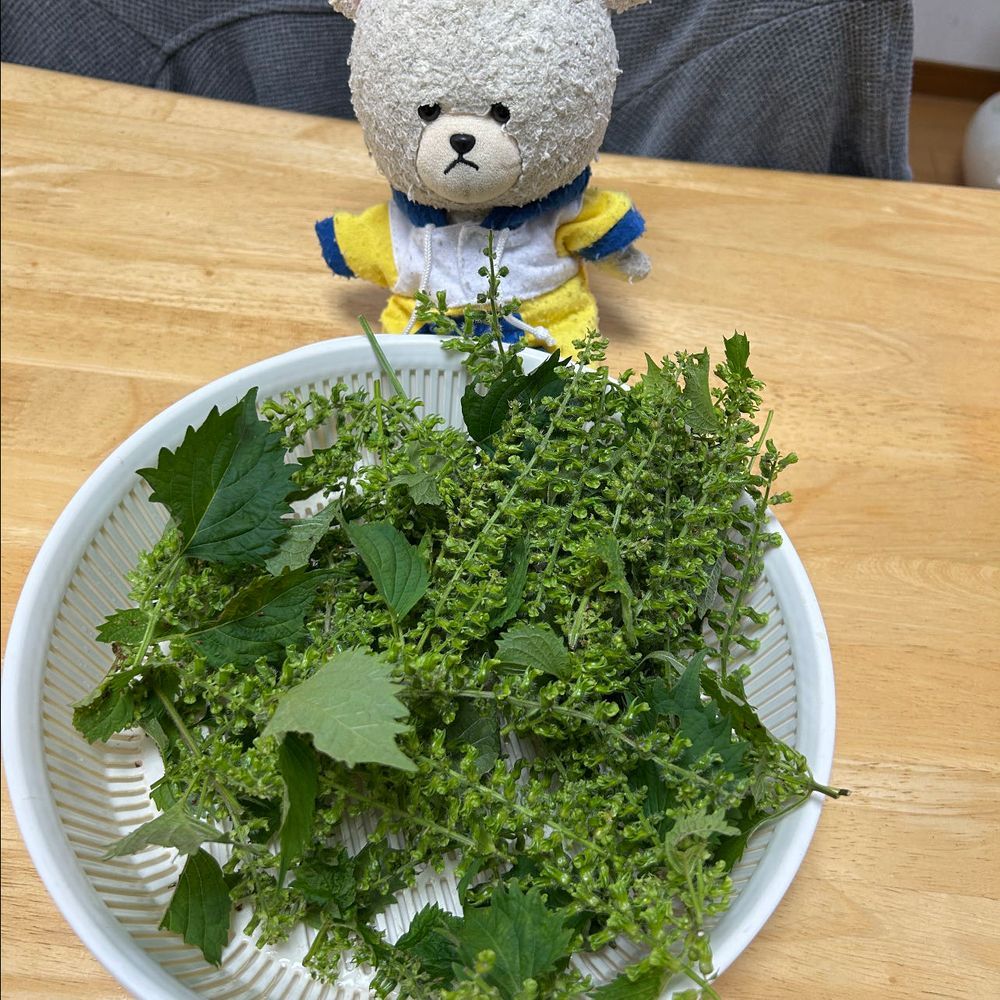 花咲いてた大葉から、頃合いきたから、シソの実採って、醤油漬けなの❣️
漬けたシソの実をおむすびにして🍙
もぐもぐぷちぷちいい香り🐻‍❄️💕