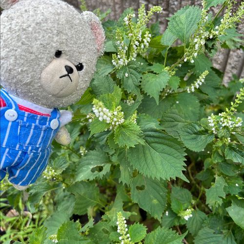 花咲いてた大葉から、頃合いきたから、シソの実採って、醤油漬けなの❣️
漬けたシソの実をおむすびにして🍙
もぐもぐぷちぷちいい香り🐻‍❄️💕