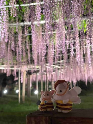 あしかが ふらわ ぱーくに やてきたよ。ふじのおはなが しゃんでりあの よに たくさん🌸
あめのおと ききながら ふじのかおりの おこうちゃ のんで しあわせだたよ👒