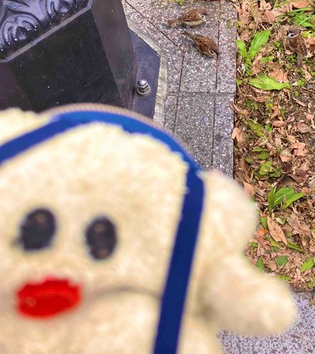 スズメさんのチュンチュンタイムに
スライディング参加するぴきち
［•ө•］ﾁｭﾝﾁｭﾝﾁｭﾝﾁｭﾝ