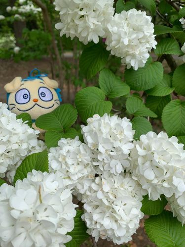おおでまりの花💕