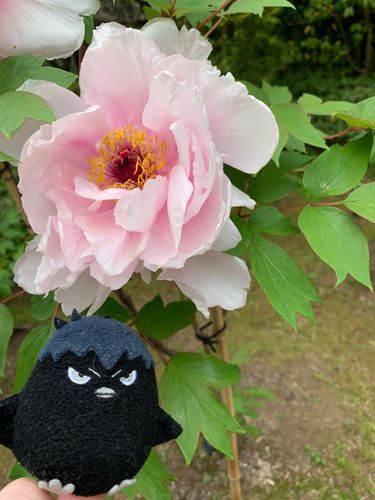 芍薬(しゃくやく　ピンク)の季節