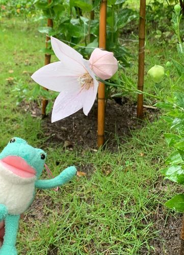 桔梗が咲きはじめてる