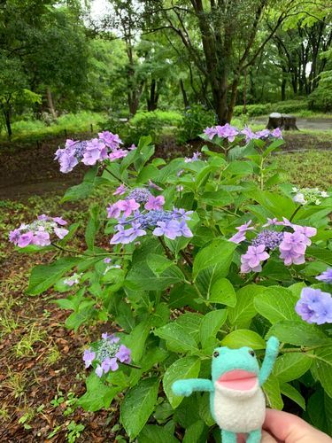 紫陽花