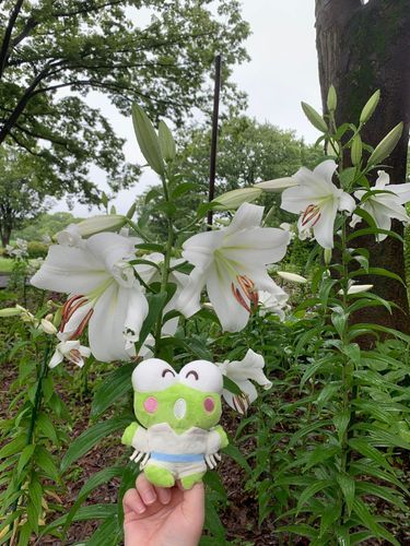 カサブランカ