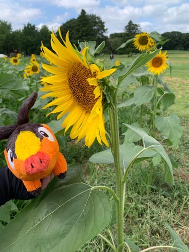 ひまわりの夏🌻