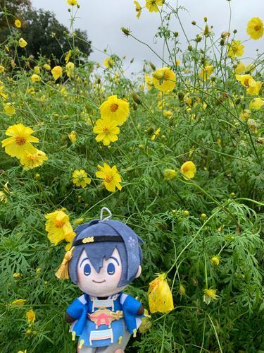 キバナコスモス
レモンイエロー🍋