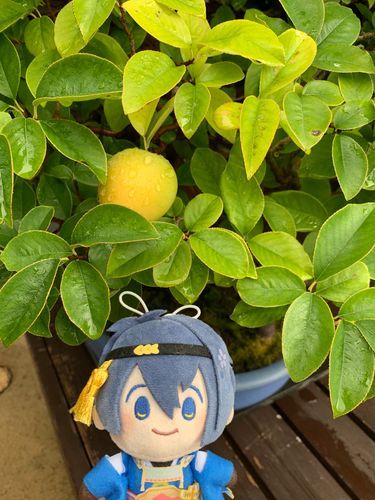 かりんの実