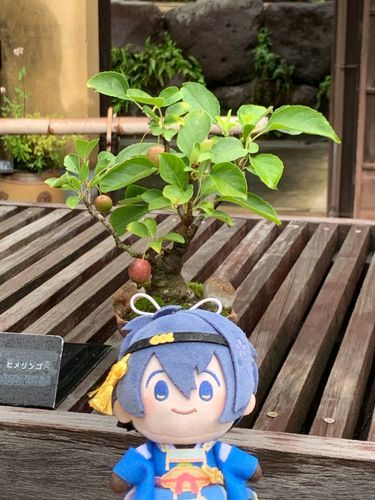 姫りんご🍎✨