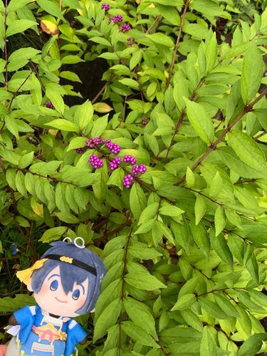 紫式部だよ