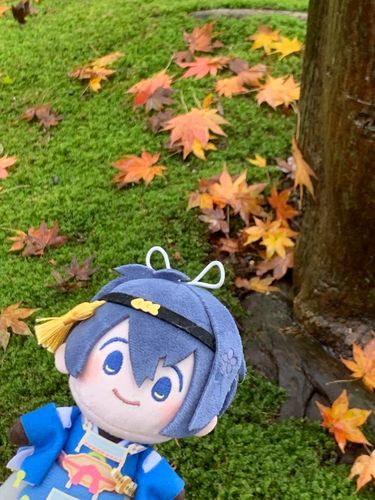 秋　楓🍁