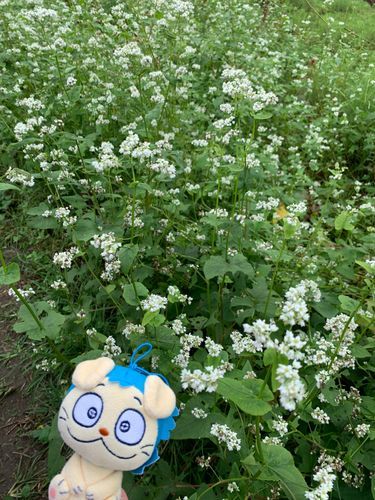 蕎麦の花