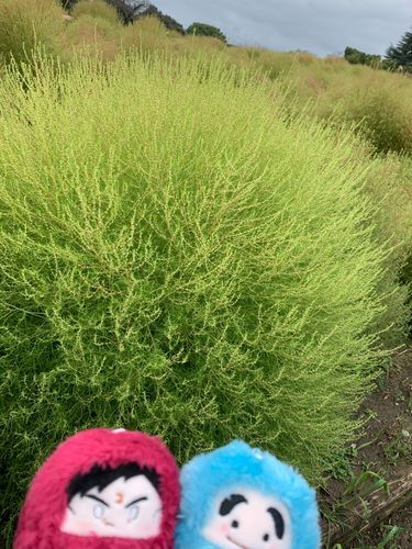 まだ緑色のコキア