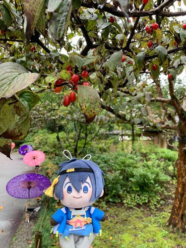赤い実　鮮やか！