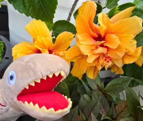 ﾋﾞｷﾞｬｰｽ!!(🌺)
