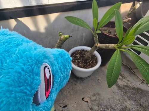 さいきん、天気が悪かったけれど元気に育ってる！がんばれ～～
