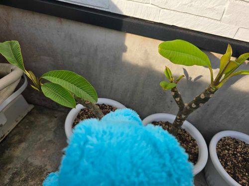 葉っぱにょきにょきえらい！🌱‬‪✨🐊