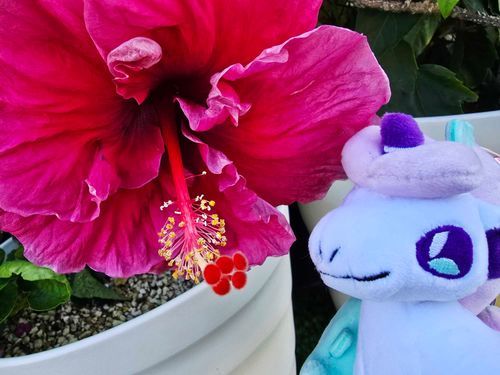 あろーら！🌺✨(行ったことないけどね！)