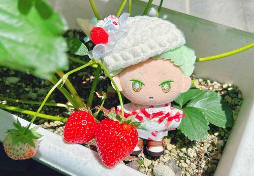 🍓✨(育てたおうちのいちご！)