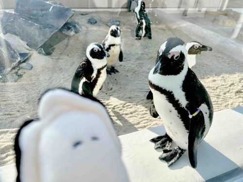 (   ᷇   ᷆  )🐧‼️