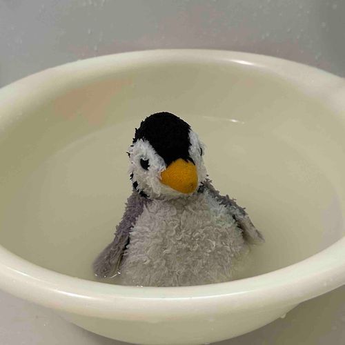 こっちの写真もいい感じペンね〜
まだ少しぬれていて体がおもいペン…早くかわいてほしいペン！