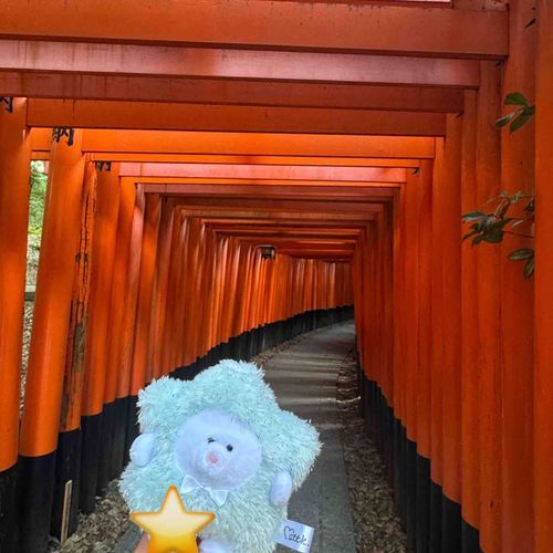まめちゃんと一緒に伏見稲荷🦊
ちみきたさんはお留守番…