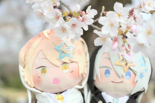 🌸「いっしょにおはなみしたときのおしゃしん‼️」
🌻「きれーだったにゃあ……✨✨」