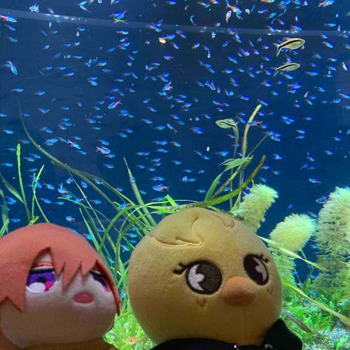 こんなにたくさん…うまそ…まちがえた、きれいだな。