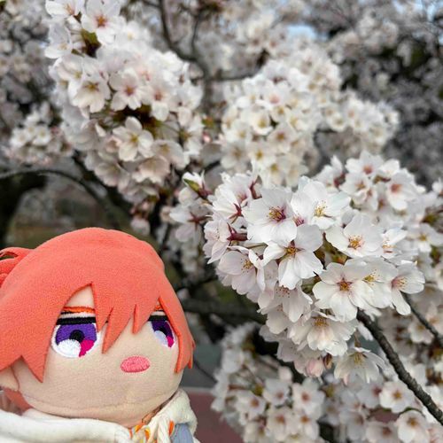 こうしてみるのもまいとしこうれいってかんじだな。