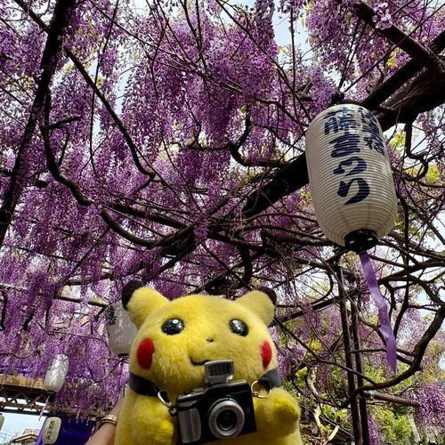 お花きれいぴ♪