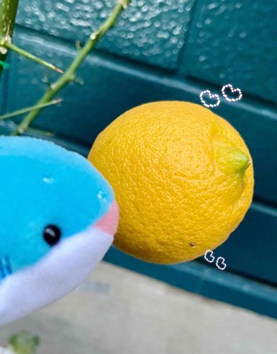 やっと 黄色くなってきたね🍋