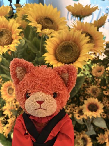 🌻ひまわり見にいってきた