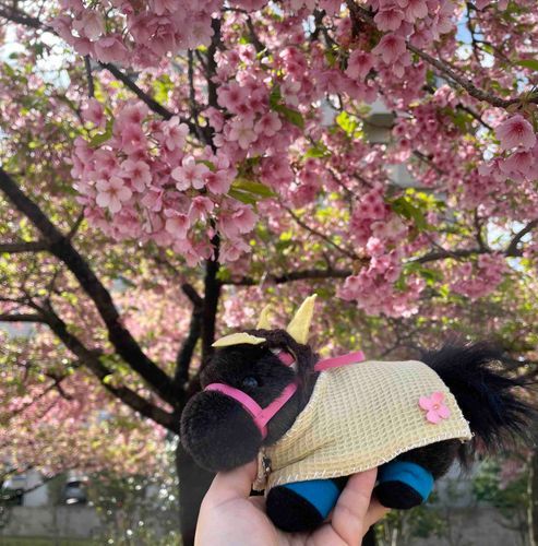 2024年4月4日の写真だよー

飼い主と飼い主のお友達とお花見に行ったんだ🌸
たくさん咲いててキレイだったよ✨️

ぼく、サクラ軍団の名に恥じないお花の似合う男子目指してます♪
……もしかして、冠名ってそういう意味じゃない??