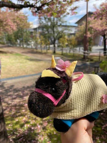 2024年4月4日の写真だよー

飼い主がキレイに落ちてる桜を見つけて頭にのせてくれたよ🌸
似合うかな？

ちなみに、ぼくは良い子なので おいしそうなお花を見つけても勝手にむしゃむしゃしないし、
飼い主が写真とりたいって言ったらちゃんとキメ顔ができるよ✨️
