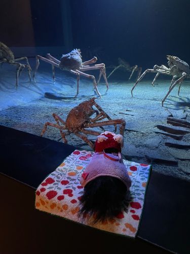 2024年11月18日の写真だよー

カニさんもいっぱいいた🦀
おっきいカニさんはカッコイイよね♪