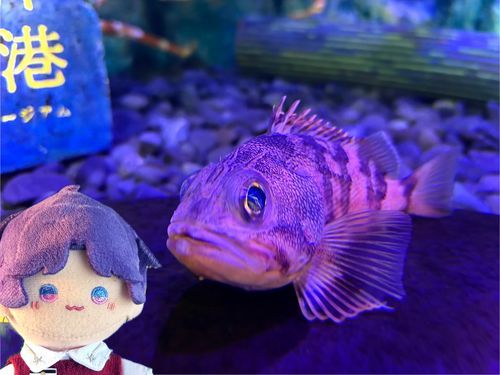 ごしゅじんがいちばんすきなおさかな！



ゆめかさご