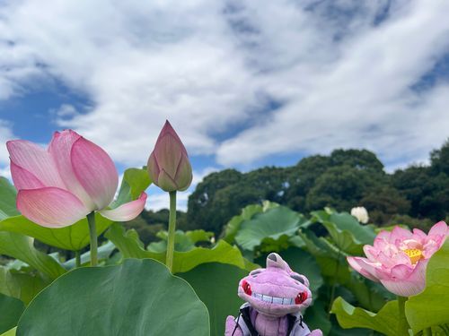 いいお天気🪷