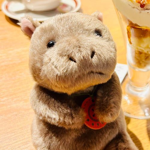 2026.10.2  おおさかうまれ。
性格：ぬいみしり、ひとみしり
すきなもの：おちつくばしょ

ぞうちゃんとすんでます。

ぬいみしり、ひとみしりですが、よろしくおねがいします…🦛
