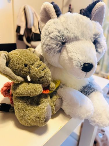 新入りのふわふわおおかみさんです！おうちでのいやし担当だそうです。ちなみにぞうちゃんはおでかけ担当です🌱