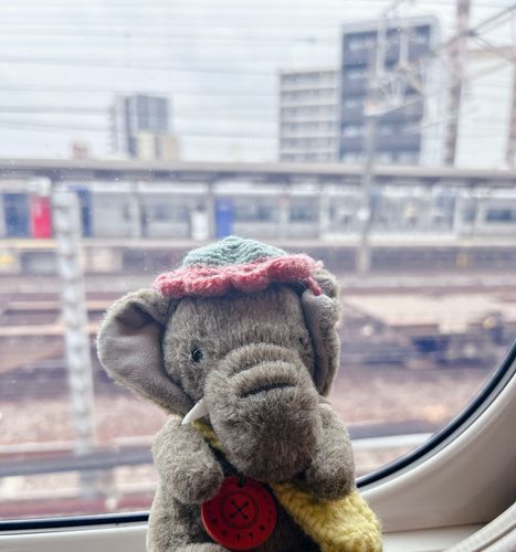 ぞうちゃんはきょうから2しゅうかんほど、かんとうぐらし🐘 おでかけにきたぞうちゃんをとうきょうでみつけられるかもしれませんね