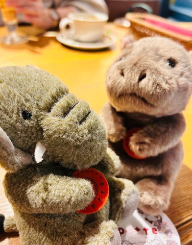 あたらしいきょうだいができました。かばちゃんです🦛  おおさかうまれだそうです。ぬいみしり、ひとみしりらしいので、たくさん話しかけてなかよくなりたいです☺️