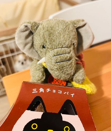 おでかけよていでしたが、きゅうきょおうちマックです。とろとろちょこぱい🐘💕 (わんわんうつりこみ)