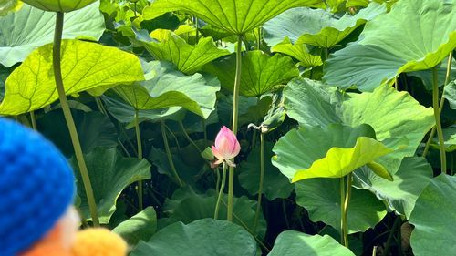 不忍池を見に行きました！
もう少ししたら咲きそうです☺︎