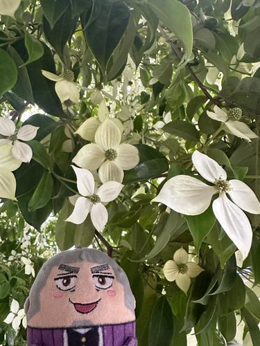 夏至の日はさんぽすることにしてんだ