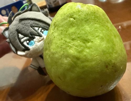 芭樂を食べだよほわちゃん
🐱：⋯🍏❓