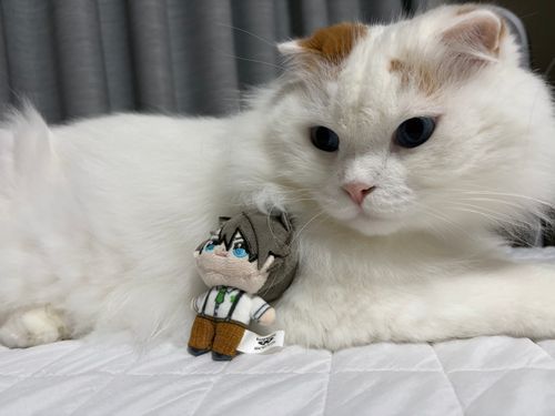 明日帰るたからしばらくねこさんと会えないだよほわちゃん
🐱：⋯😿